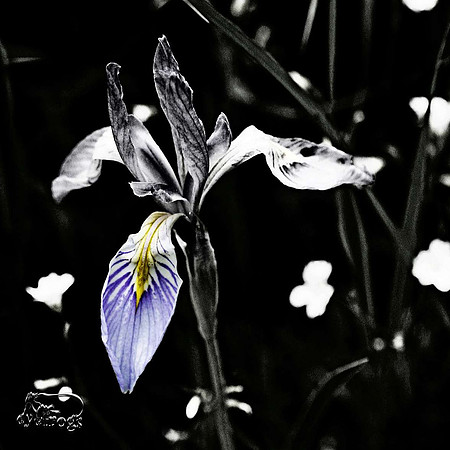 Black Hills Wild Iris 2