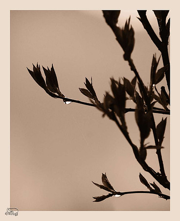 Buds 2