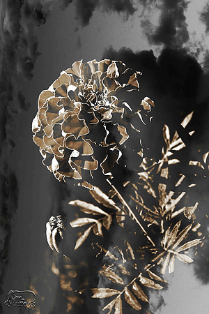flower 1
