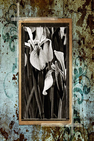 Black Hills Wild Iris 3