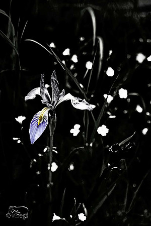Wild Black Hills Iris 1