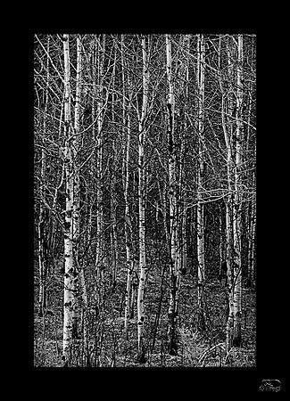 Aspens
