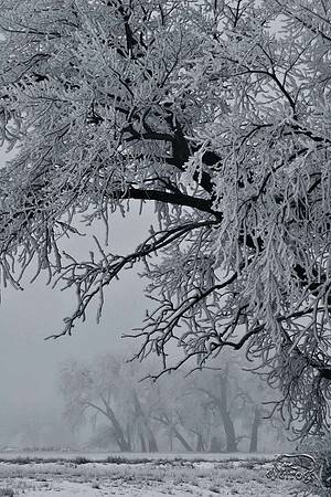 Frosty Giants 1