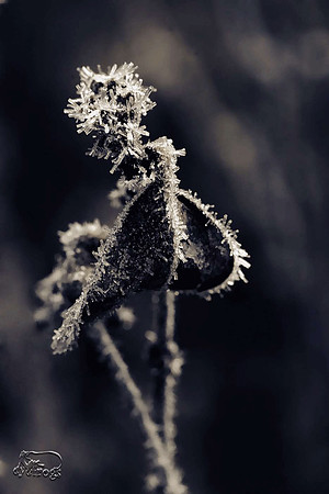 freshly frosted