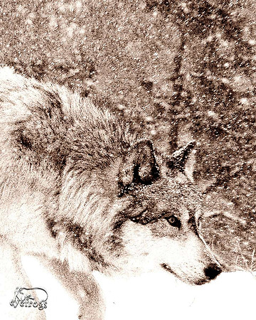 Snow hunter