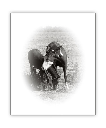 Wild horses