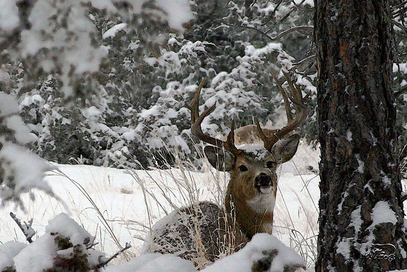 Winter buck watercolor