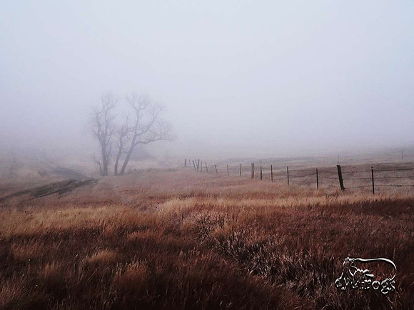 Into the fog