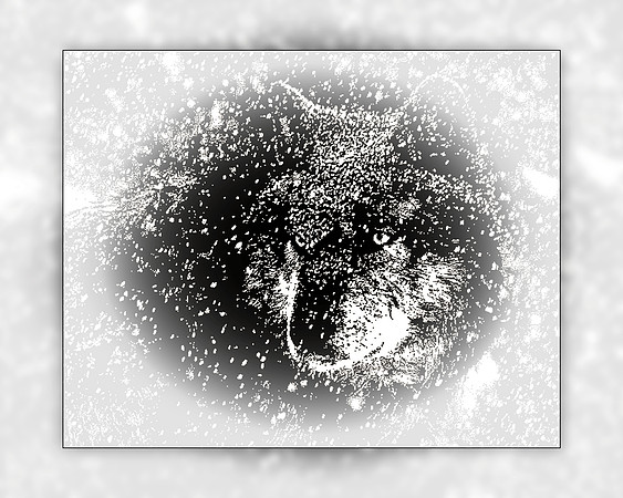 Snowfall